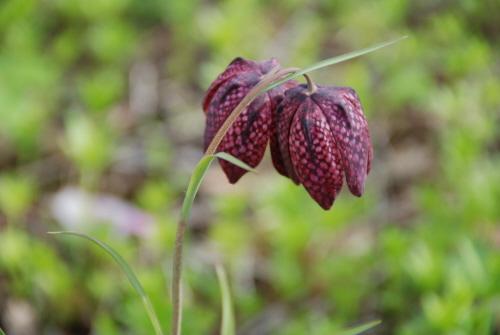 chess flower